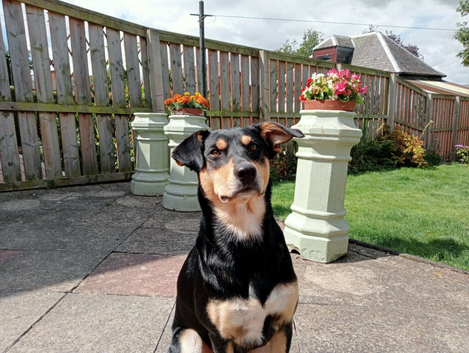 Australian kelpie/huntaway