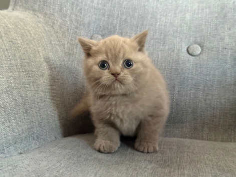 Female lilac kitten