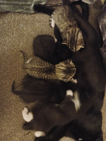 8 kittens