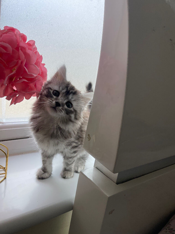 Kitten for sale