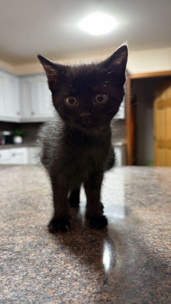3 Adorable Black Kittens Just Turned 8 Weeks, Ready for Their New Home Today! (St Cyrus)