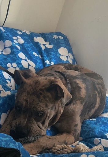 Cane corso crossed pocket bully