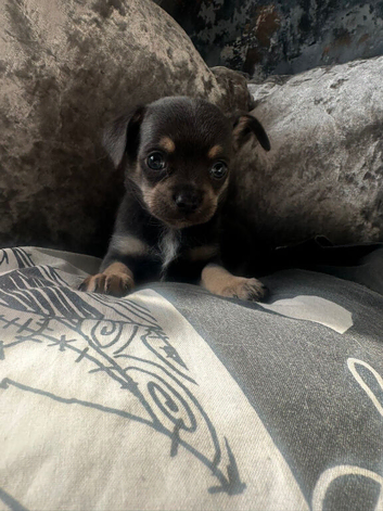 Blue and tan male chihuahua ready now