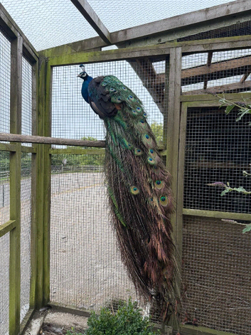 Beautiful Peacock for sale