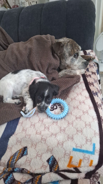 ​ Beautiful Cocker Spaniel Puppy Looking for Her Forever Home
