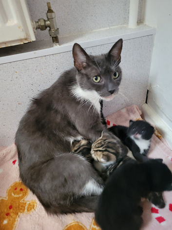 Beautiful cross mainecoon kittens
