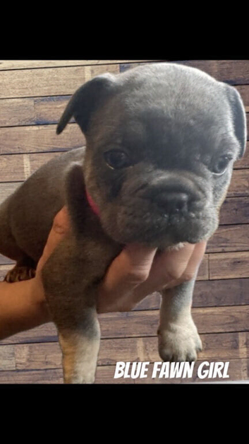 Gorgeous rare colour French Bulldogs.