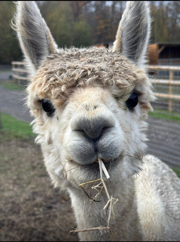 3 Female Alpacas