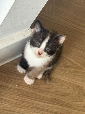 2 female kittens ready to go on the 27th September