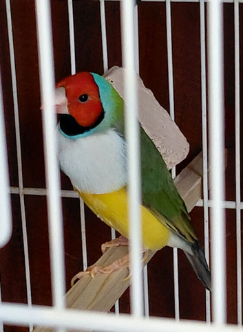 Stunning Male Gouldian