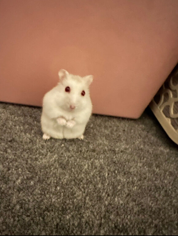Dwarf hamster with full set up cage etc