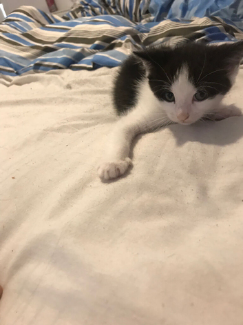1 girl looking for a loving forever home  easy going wel handled kittens