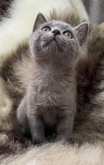 Bsh mix