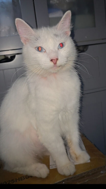 White cat female