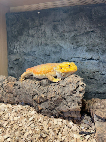 Needs loving home