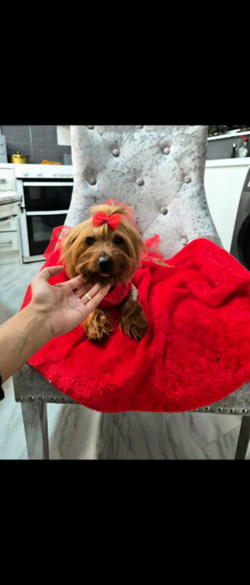 Yorkshire terrier Pair ️