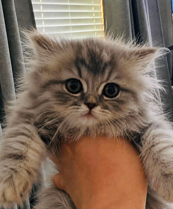 British Longhair Pedigree kitten