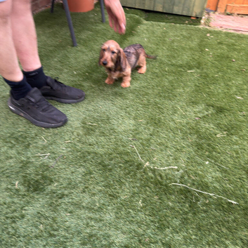 Wire-Haired Dachshund