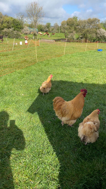 BUFF ORPINGTON COCKEREL