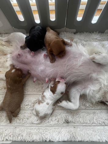 3 cavalier boy puppies available