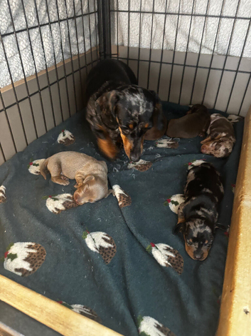 Miniature daschund x5