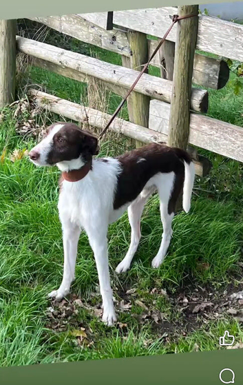 collie greyhound