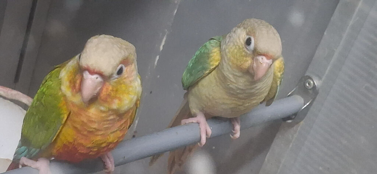 Hand reared conures