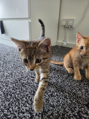 2 beautiful kittens ready to leave