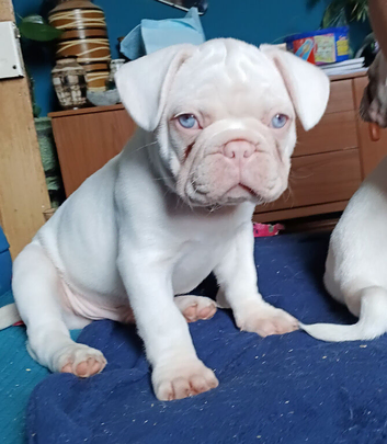 French Bulldog puppies full visual pink & platinum white, health tested