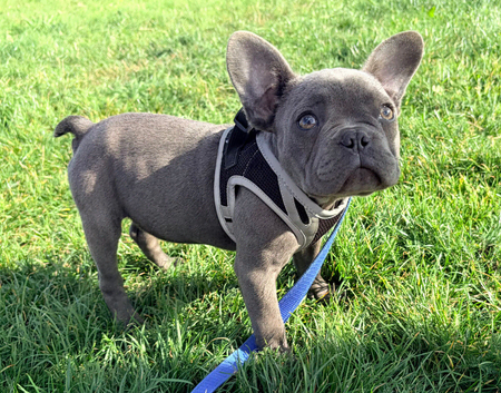 Blue French Bulldog puppies 12 weeks old