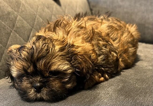 Shih Tzu Puppies Ready Now