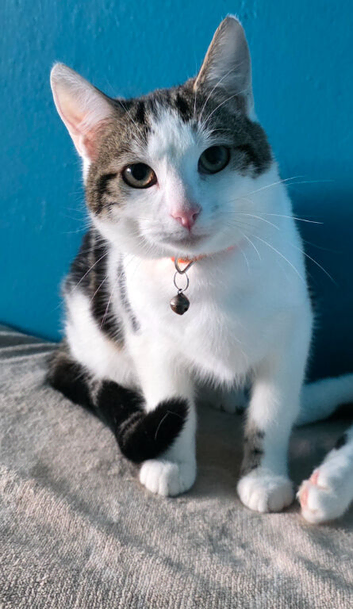Cat for sale &pound;50