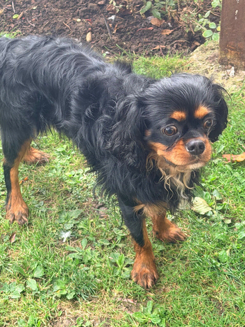 Cavalier King Charles Black and Tan boy