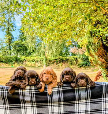 Quality first litter of working sprocker puppies