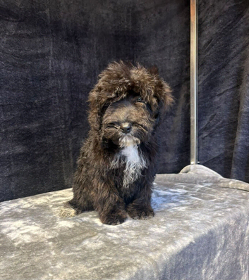 Adorable cockapoo puppy