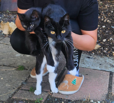 Kittens for sale
