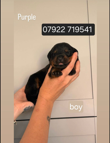 Last 4 male rottweiler puppies left kc reg