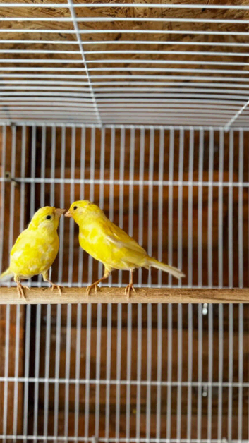 Canary birds
