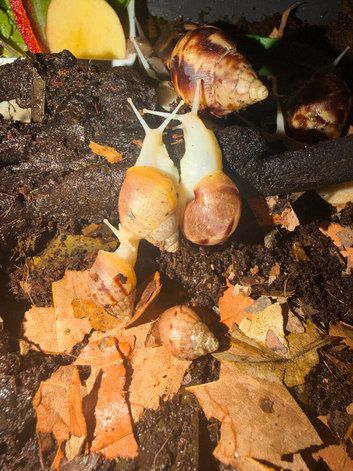 4 giant African land snails - can be sold separately