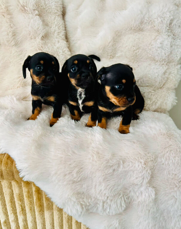 3 beautiful miniature dachshunds+ French bulldog