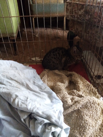 One kitten still wait forever home