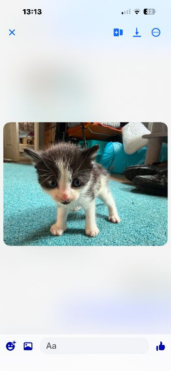 Kittens