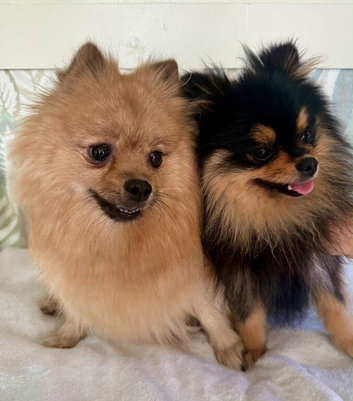 Pomeranian puppies