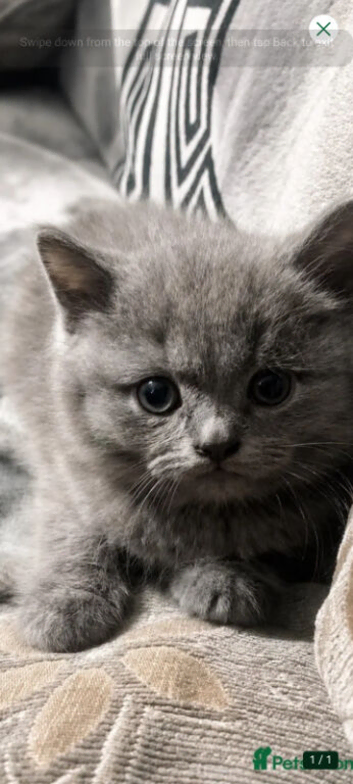 8 week old BSH
