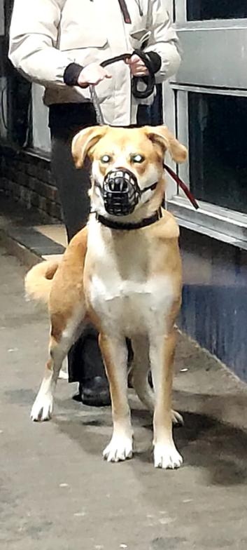 Mastador x GSD