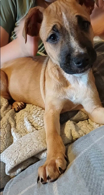 bull x herder female