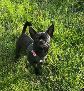 Black male