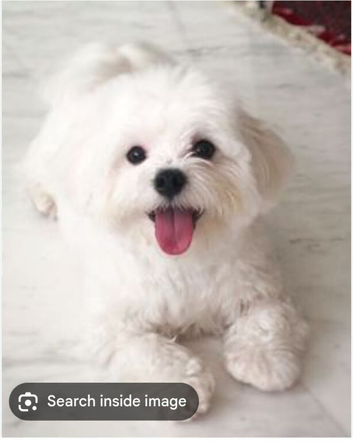 Maltese xxs