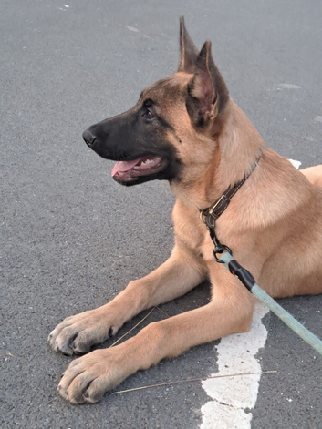 Belgian malinois x dutch herder