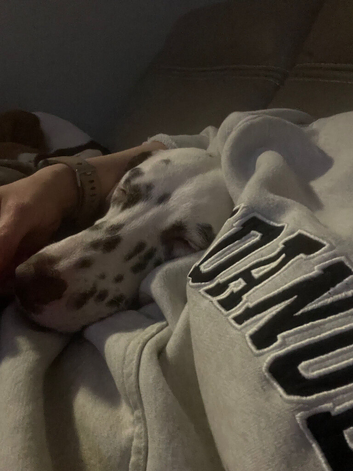 11 month female Dalmatian